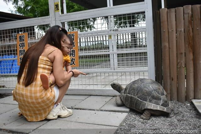 宜蘭景點 | 水岸森林物語-可愛動物園區 與小動物親密接觸 熊貓羊、梅花鹿、羊駝、狐獴、 孔雀、梵天雞、紅腹錦雞、柯爾鴨、紅鶴、毛驢、水豚、笑笑羊、亞達伯拉象龜、兔豚鼠、 黑腹山羊、紅面番鴨(薑母鴨)