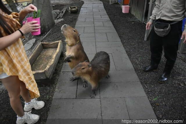 宜蘭景點 | 水岸森林物語-可愛動物園區 與小動物親密接觸 熊貓羊、梅花鹿、羊駝、狐獴、 孔雀、梵天雞、紅腹錦雞、柯爾鴨、紅鶴、毛驢、水豚、笑笑羊、亞達伯拉象龜、兔豚鼠、 黑腹山羊、紅面番鴨(薑母鴨)