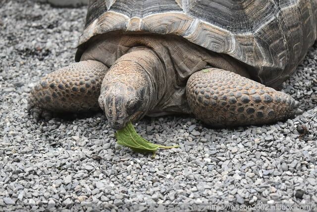 宜蘭景點 | 水岸森林物語-可愛動物園區 與小動物親密接觸 熊貓羊、梅花鹿、羊駝、狐獴、 孔雀、梵天雞、紅腹錦雞、柯爾鴨、紅鶴、毛驢、水豚、笑笑羊、亞達伯拉象龜、兔豚鼠、 黑腹山羊、紅面番鴨(薑母鴨)