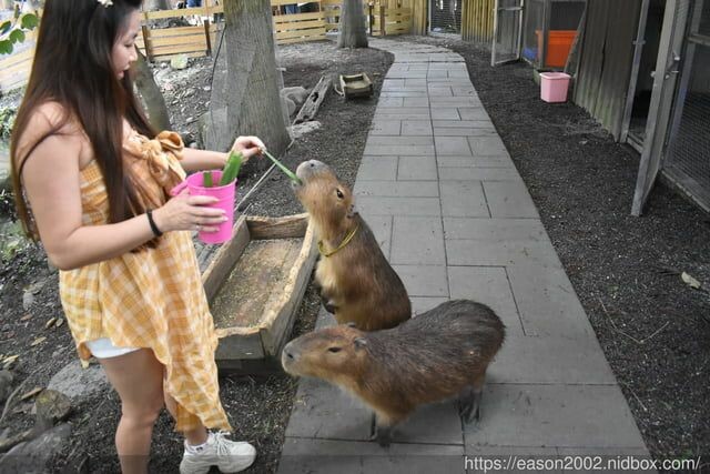 宜蘭景點 | 水岸森林物語-可愛動物園區 與小動物親密接觸 熊貓羊、梅花鹿、羊駝、狐獴、 孔雀、梵天雞、紅腹錦雞、柯爾鴨、紅鶴、毛驢、水豚、笑笑羊、亞達伯拉象龜、兔豚鼠、 黑腹山羊、紅面番鴨(薑母鴨)