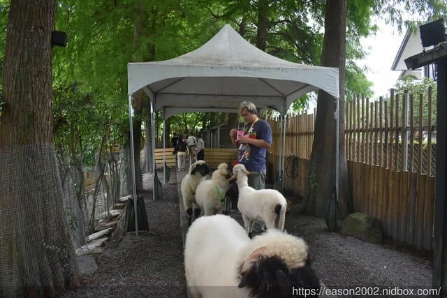 宜蘭景點 | 水岸森林物語-可愛動物園區 與小動物親密接觸 熊貓羊、梅花鹿、羊駝、狐獴、 孔雀、梵天雞、紅腹錦雞、柯爾鴨、紅鶴、毛驢、水豚、笑笑羊、亞達伯拉象龜、兔豚鼠、 黑腹山羊、紅面番鴨(薑母鴨)