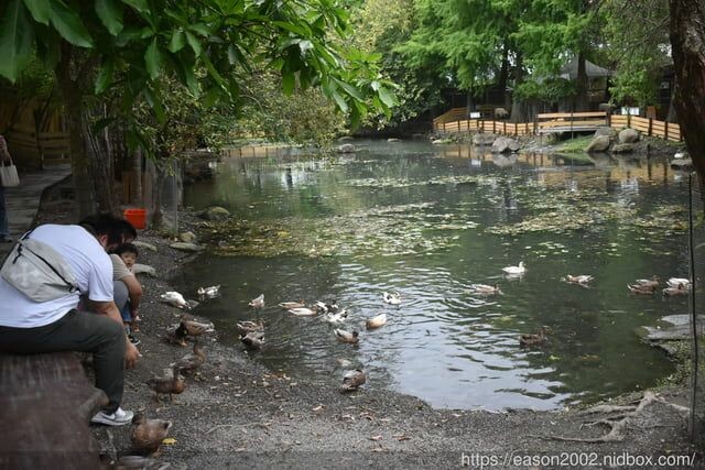 宜蘭景點 | 水岸森林物語-可愛動物園區 與小動物親密接觸 熊貓羊、梅花鹿、羊駝、狐獴、 孔雀、梵天雞、紅腹錦雞、柯爾鴨、紅鶴、毛驢、水豚、笑笑羊、亞達伯拉象龜、兔豚鼠、 黑腹山羊、紅面番鴨(薑母鴨)