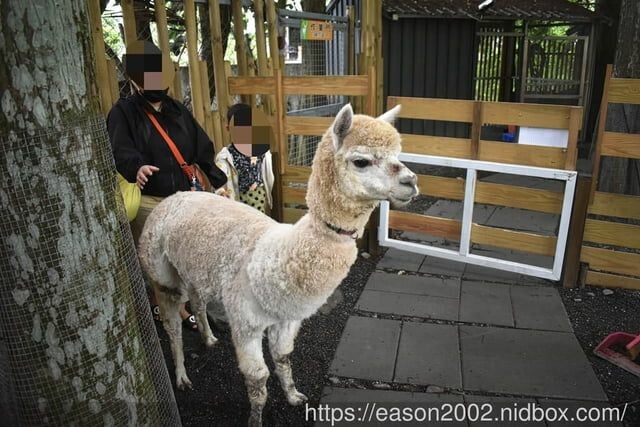 宜蘭景點 | 水岸森林物語-可愛動物園區 與小動物親密接觸 熊貓羊、梅花鹿、羊駝、狐獴、 孔雀、梵天雞、紅腹錦雞、柯爾鴨、紅鶴、毛驢、水豚、笑笑羊、亞達伯拉象龜、兔豚鼠、 黑腹山羊、紅面番鴨(薑母鴨)