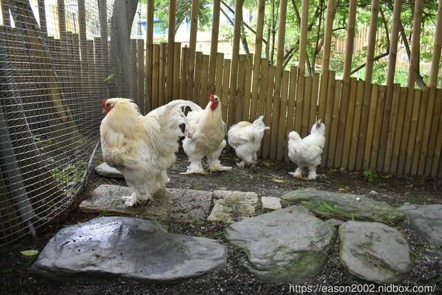 宜蘭景點 | 水岸森林物語-可愛動物園區 與小動物親密接觸 熊貓羊、梅花鹿、羊駝、狐獴、 孔雀、梵天雞、紅腹錦雞、柯爾鴨、紅鶴、毛驢、水豚、笑笑羊、亞達伯拉象龜、兔豚鼠、 黑腹山羊、紅面番鴨(薑母鴨)