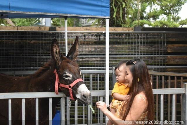 宜蘭景點 | 水岸森林物語-可愛動物園區 與小動物親密接觸 熊貓羊、梅花鹿、羊駝、狐獴、 孔雀、梵天雞、紅腹錦雞、柯爾鴨、紅鶴、毛驢、水豚、笑笑羊、亞達伯拉象龜、兔豚鼠、 黑腹山羊、紅面番鴨(薑母鴨)