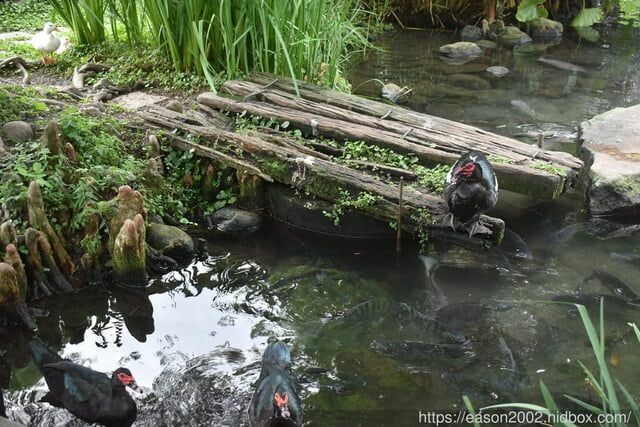 宜蘭景點 | 水岸森林物語-可愛動物園區 與小動物親密接觸 熊貓羊、梅花鹿、羊駝、狐獴、 孔雀、梵天雞、紅腹錦雞、柯爾鴨、紅鶴、毛驢、水豚、笑笑羊、亞達伯拉象龜、兔豚鼠、 黑腹山羊、紅面番鴨(薑母鴨)
