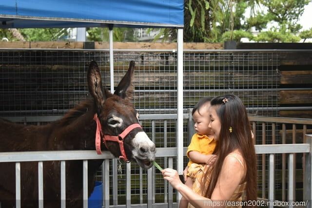 宜蘭景點 | 水岸森林物語-可愛動物園區 與小動物親密接觸 熊貓羊、梅花鹿、羊駝、狐獴、 孔雀、梵天雞、紅腹錦雞、柯爾鴨、紅鶴、毛驢、水豚、笑笑羊、亞達伯拉象龜、兔豚鼠、 黑腹山羊、紅面番鴨(薑母鴨)