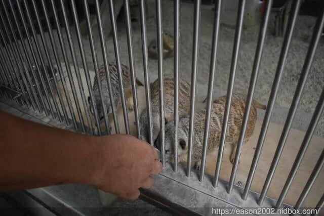 宜蘭景點 | 水岸森林物語-可愛動物園區 與小動物親密接觸 熊貓羊、梅花鹿、羊駝、狐獴、 孔雀、梵天雞、紅腹錦雞、柯爾鴨、紅鶴、毛驢、水豚、笑笑羊、亞達伯拉象龜、兔豚鼠、 黑腹山羊、紅面番鴨(薑母鴨)