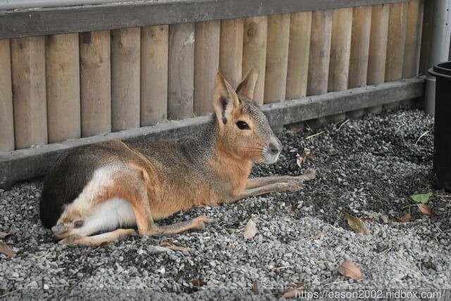 宜蘭景點 | 水岸森林物語-可愛動物園區 與小動物親密接觸 熊貓羊、梅花鹿、羊駝、狐獴、 孔雀、梵天雞、紅腹錦雞、柯爾鴨、紅鶴、毛驢、水豚、笑笑羊、亞達伯拉象龜、兔豚鼠、 黑腹山羊、紅面番鴨(薑母鴨)