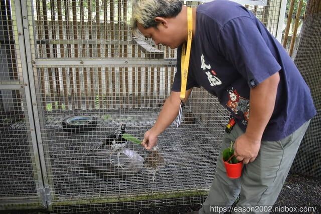 宜蘭景點 | 水岸森林物語-可愛動物園區 與小動物親密接觸 熊貓羊、梅花鹿、羊駝、狐獴、 孔雀、梵天雞、紅腹錦雞、柯爾鴨、紅鶴、毛驢、水豚、笑笑羊、亞達伯拉象龜、兔豚鼠、 黑腹山羊、紅面番鴨(薑母鴨)