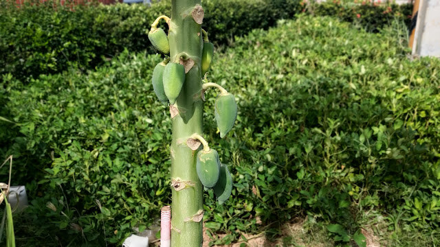 新豐池和宮 (紅毛港池和宮) - 木瓜