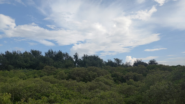 新豐紅樹林步道
