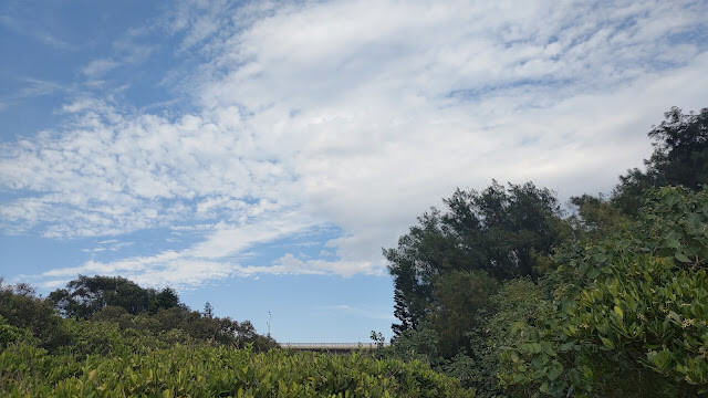 新豐紅樹林步道