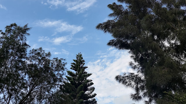 新豐紅樹林步道 - 遊客中心附近