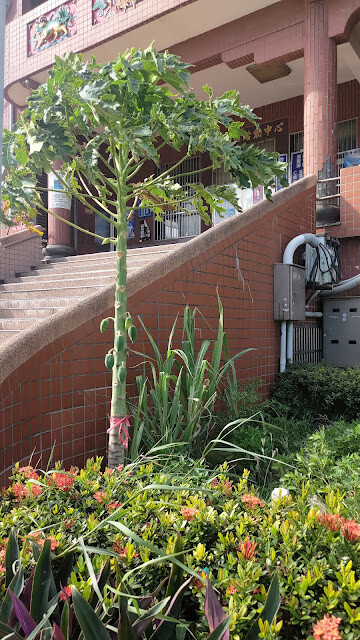 新豐池和宮 (紅毛港池和宮) - 木瓜