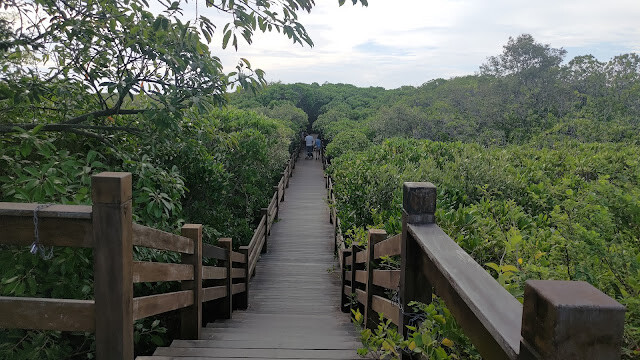 新豐紅樹林步道