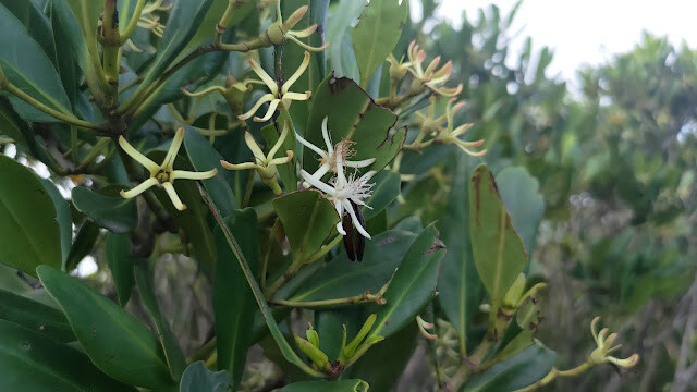 新豐紅樹林步道 - 水筆仔花