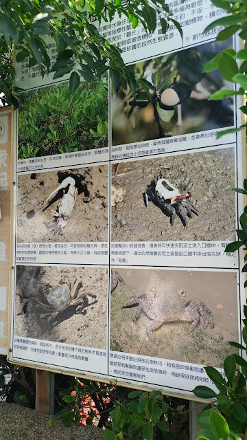 新豐紅樹林步道 - 生態介紹