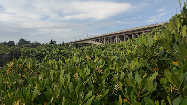 新豐紅樹林步道