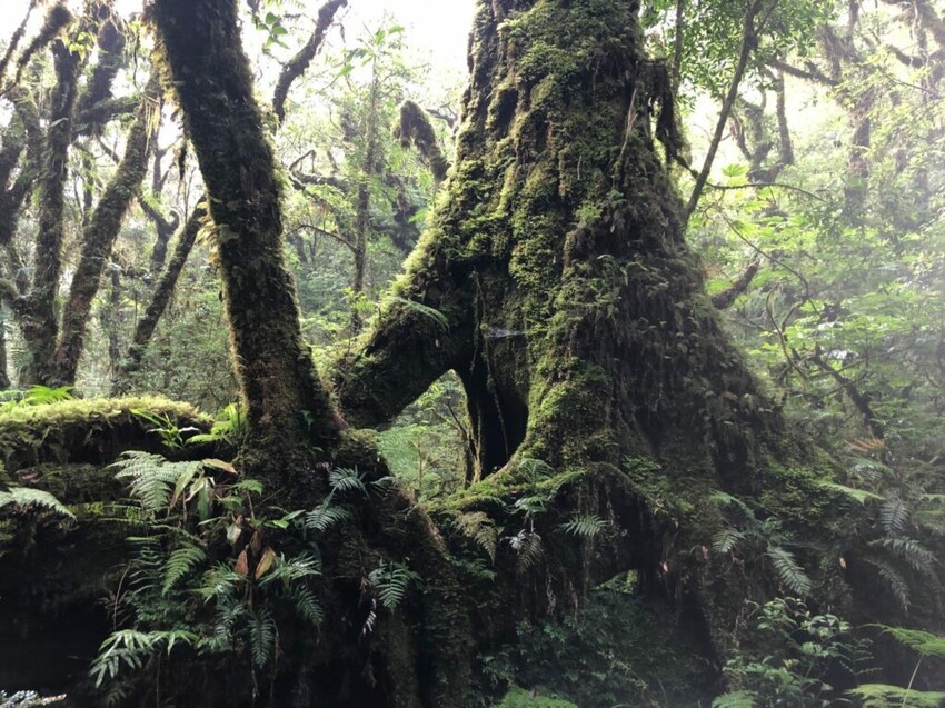 太平山 翠峰湖 奧世紀苔原 泥炭蘚