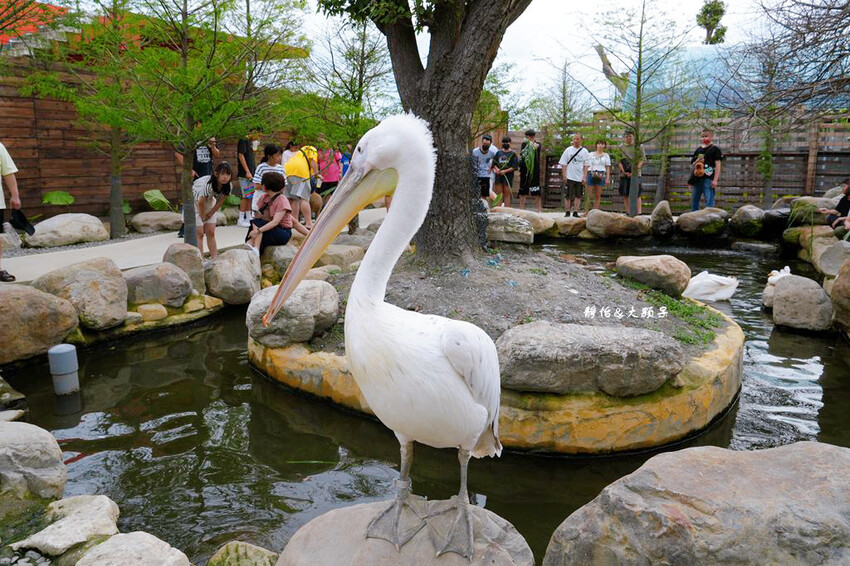 蘭陽動植物王國 ❙ 澳洲袋鼠近距離互動、兔豚鼠、水豚森林浴，