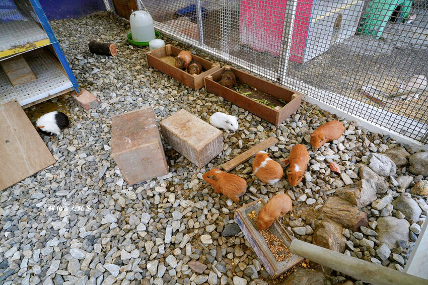 宜蘭親子農場,廣興農場,動物餵食、焢窯、 摸蜆、DIY體驗、