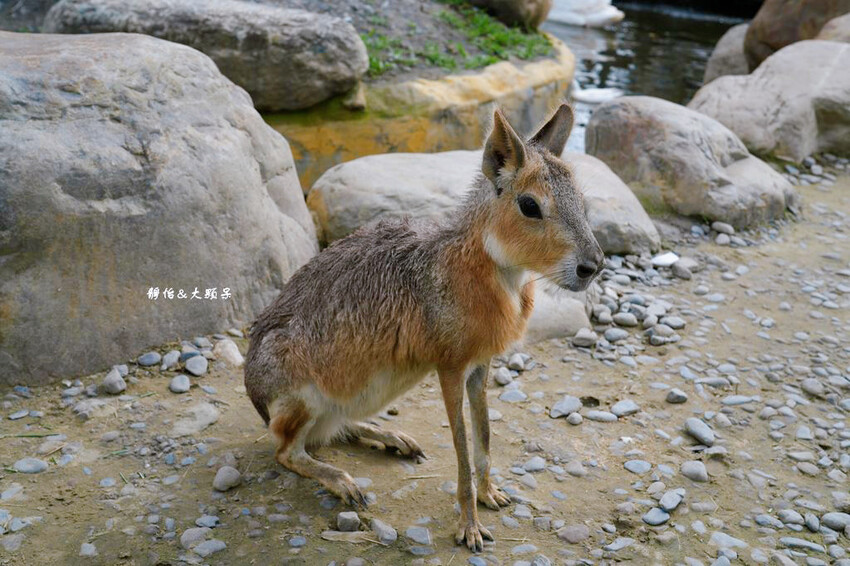 蘭陽動植物王國 ❙ 澳洲袋鼠近距離互動、兔豚鼠、水豚森林浴，