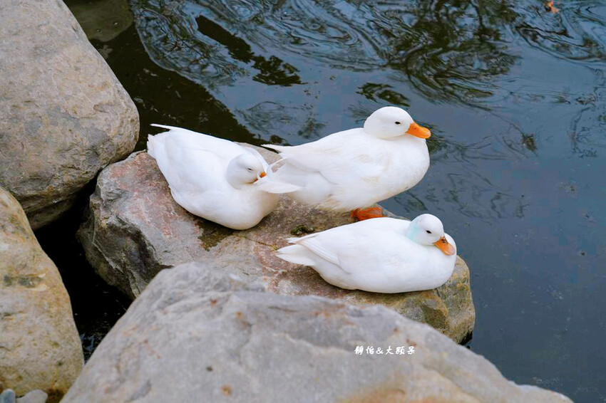 蘭陽動植物王國 ❙ 澳洲袋鼠近距離互動、兔豚鼠、水豚森林浴，