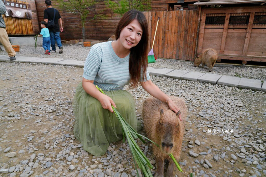 蘭陽動植物王國 ❙ 澳洲袋鼠近距離互動、兔豚鼠、水豚森林浴，