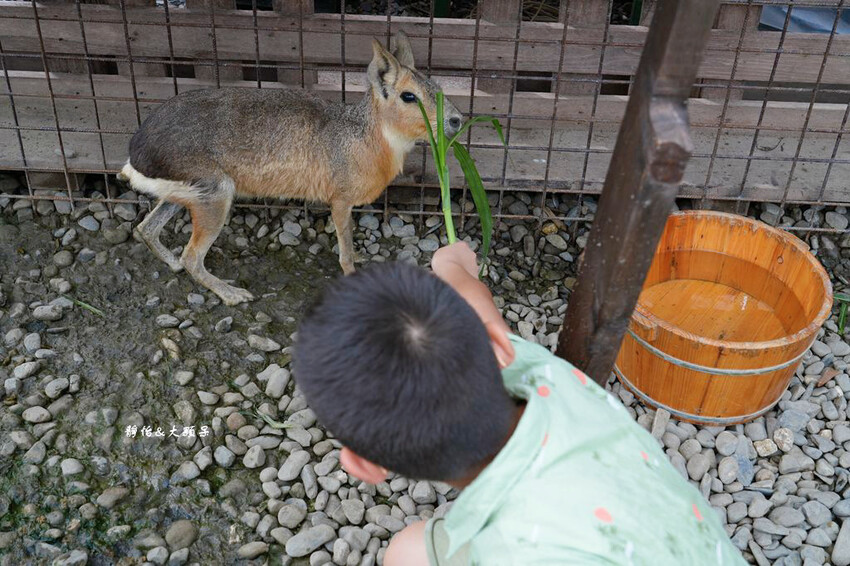 蘭陽動植物王國 ❙ 澳洲袋鼠近距離互動、兔豚鼠、水豚森林浴，