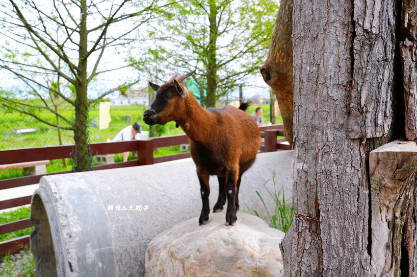 蘭陽動植物王國 ❙ 澳洲袋鼠近距離互動、兔豚鼠、水豚森林浴，