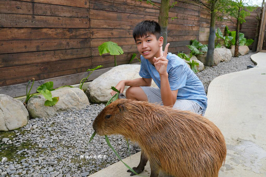 蘭陽動植物王國 ❙ 澳洲袋鼠近距離互動、兔豚鼠、水豚森林浴，