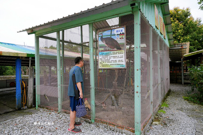 宜蘭親子農場,廣興農場,動物餵食、焢窯、 摸蜆、DIY體驗、