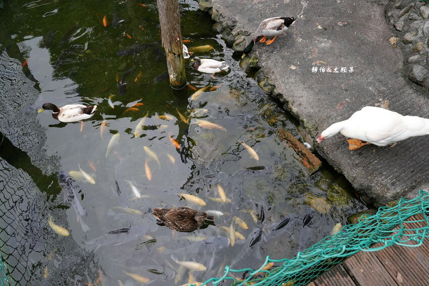 宜蘭親子農場,廣興農場,動物餵食、焢窯、 摸蜆、DIY體驗、