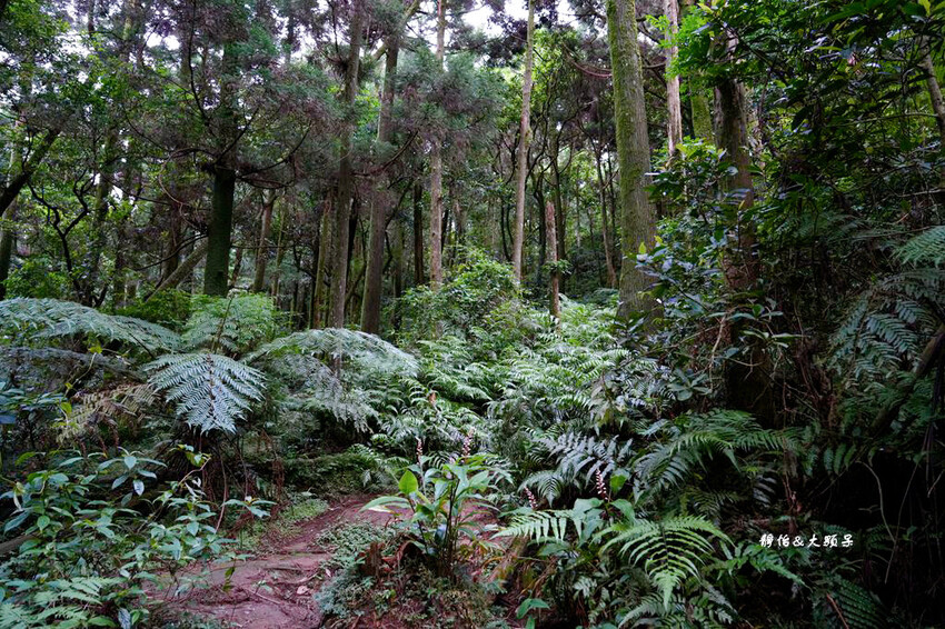 竹子湖黑森林 ❙ 森林系美拍、北部熱門婚攝景點,陽明山打卡秘 竹子湖黑森林 ❙ 森林系美拍、北部熱門婚攝景點,陽明山打卡秘