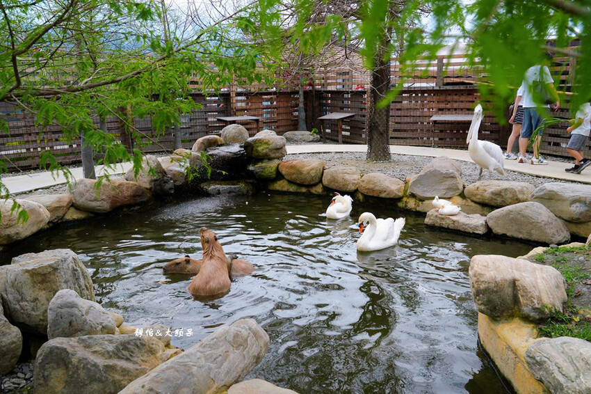 蘭陽動植物王國 ❙ 澳洲袋鼠近距離互動、兔豚鼠、水豚森林浴，