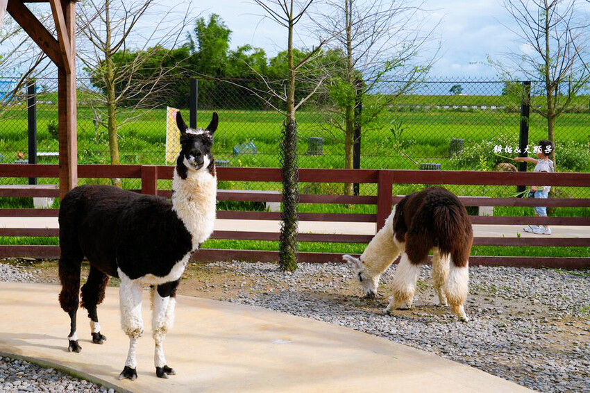 蘭陽動植物王國 ❙ 澳洲袋鼠近距離互動、兔豚鼠、水豚森林浴，