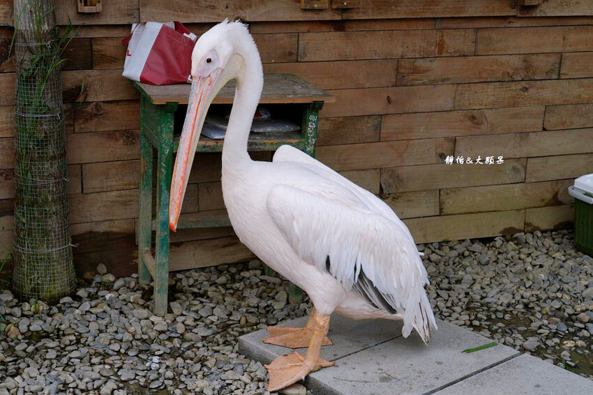 蘭陽動植物王國 ❙ 澳洲袋鼠近距離互動、兔豚鼠、水豚森林浴，