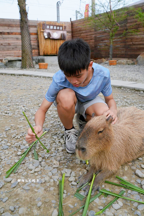 蘭陽動植物王國 ❙ 澳洲袋鼠近距離互動、兔豚鼠、水豚森林浴，