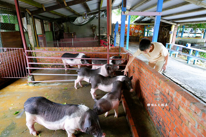 宜蘭親子農場,廣興農場,動物餵食、焢窯、 摸蜆、DIY體驗、