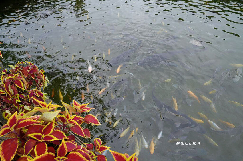 宜蘭親子農場,廣興農場,動物餵食、焢窯、 摸蜆、DIY體驗、