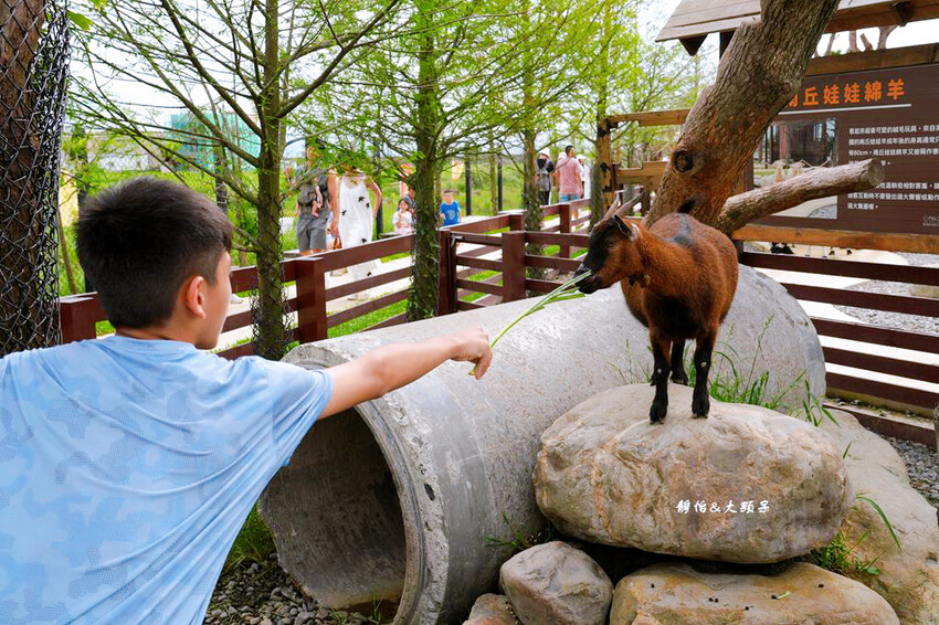 蘭陽動植物王國 ❙ 澳洲袋鼠近距離互動、兔豚鼠、水豚森林浴，