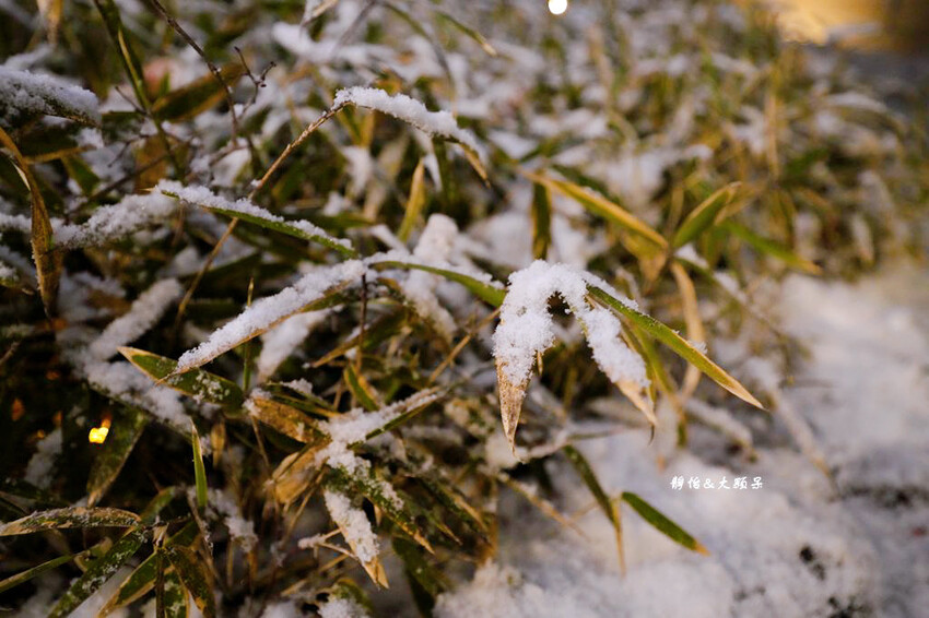 輕井澤1130飯店,溫馨四人房寬敞舒適、自助餐螃蟹吃到飽,輕