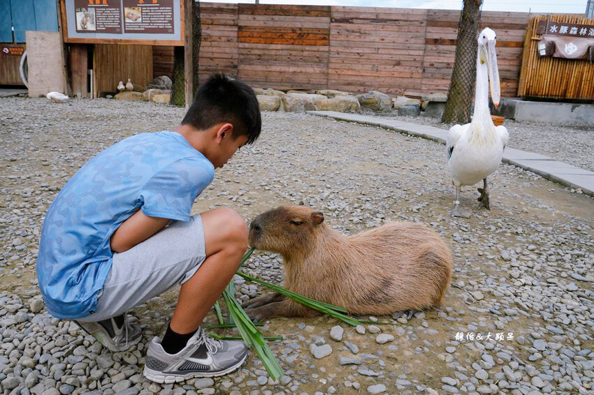 蘭陽動植物王國 ❙ 澳洲袋鼠近距離互動、兔豚鼠、水豚森林浴，