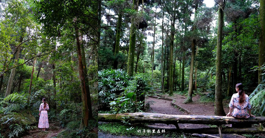 竹子湖黑森林 ❙ 森林系美拍、北部熱門婚攝景點,陽明山打卡秘 竹子湖黑森林 ❙ 森林系美拍、北部熱門婚攝景點,陽明山打卡秘