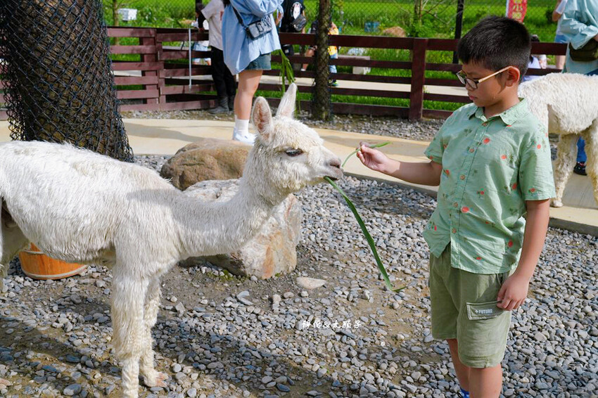 蘭陽動植物王國 ❙ 澳洲袋鼠近距離互動、兔豚鼠、水豚森林浴，