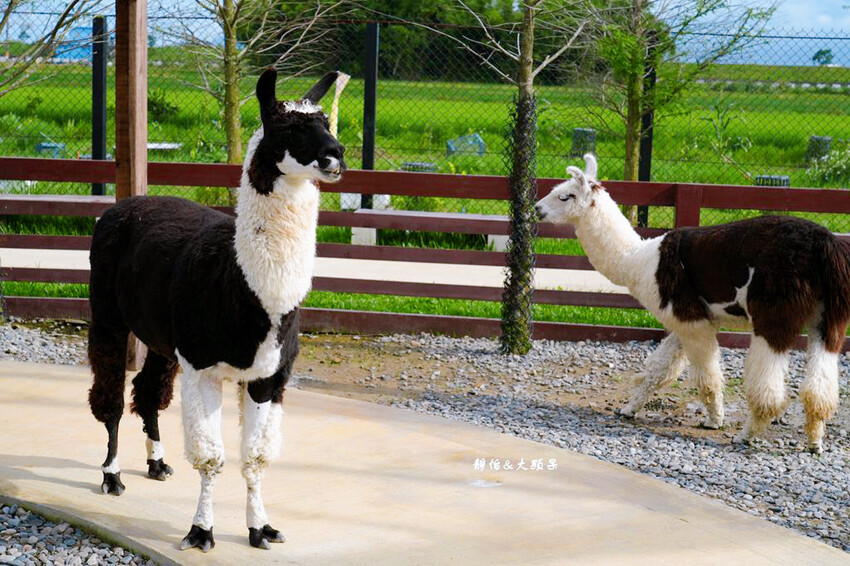蘭陽動植物王國 ❙ 澳洲袋鼠近距離互動、兔豚鼠、水豚森林浴，