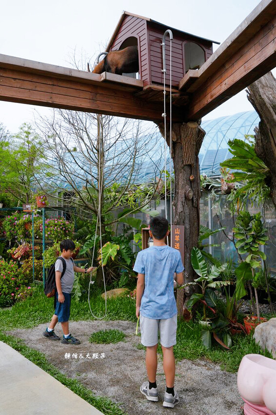蘭陽動植物王國 ❙ 澳洲袋鼠近距離互動、兔豚鼠、水豚森林浴，