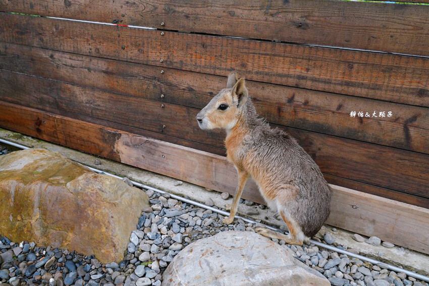 蘭陽動植物王國 ❙ 澳洲袋鼠近距離互動、兔豚鼠、水豚森林浴，