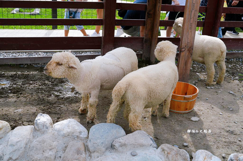 蘭陽動植物王國 ❙ 澳洲袋鼠近距離互動、兔豚鼠、水豚森林浴，